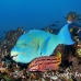 parrotfish_bicolor_gor_h_0108_ecu1617.jpg
